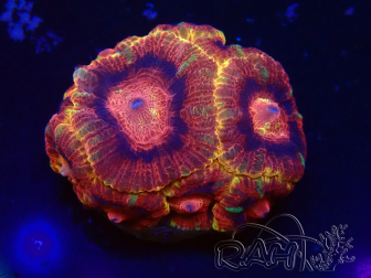 WYSIWYG Micromussa lordhowensis (ehemals Acanthastrea)