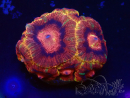 WYSIWYG Micromussa lordhowensis (ex Acanthastrea)