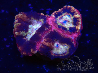 WYSIWYG Micromussa lordhowensis (ehemals Acanthastrea)