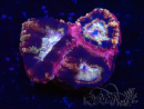 WYSIWYG Micromussa lordhowensis INDO (ex Acanthastrea) 25J1
