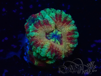 WYSIWYG Micromussa lordhowensis INDO (ex Acanthastrea) 25J2