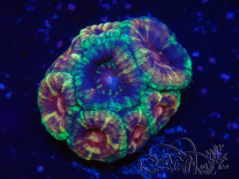 WYSIWYG Micromussa lordhowensis (antes Acanthastrea)