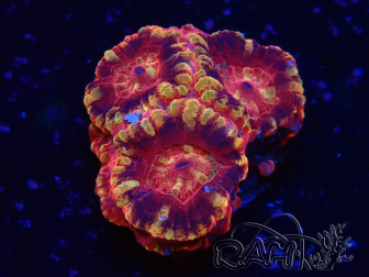 WYSIWYG Micromussa lordhowensis (antes Acanthastrea)
