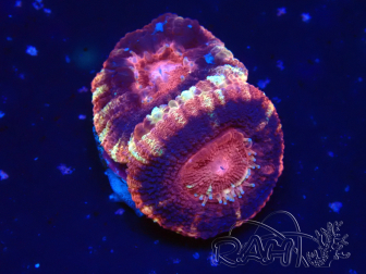 WYSIWYG Micromussa lordhowensis (antes Acanthastrea)