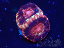 WYSIWYG Micromussa lordhowensis INDO (ex Acanthastrea) 25J5