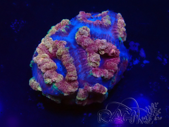 WYSIWYG Micromussa lordhowensis (ex Acanthastrea)