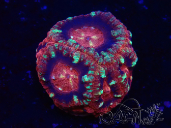 WYSIWYG Micromussa lordhowensis (antes Acanthastrea)