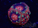 WYSIWYG Micromussa lordhowensis INDO (ex Acanthastrea) 25K1