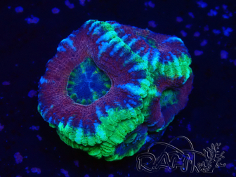 WYSIWYG Micromussa lordhowensis (ehemals Acanthastrea)
