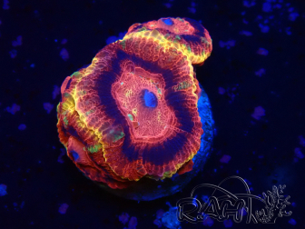 WYSIWYG Micromussa lordhowensis (formerly Acanthastrea)