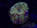 WYSIWYG Micromussa lordhowensis (formerly Acanthastrea)