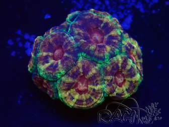 WYSIWYG Micromussa lordhowensis (formerly Acanthastrea)