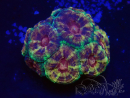 WYSIWYG Micromussa lordhowensis (formerly Acanthastrea)