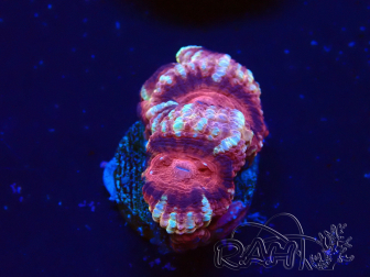 WYSIWYG Micromussa lordhowensis (formerly Acanthastrea)