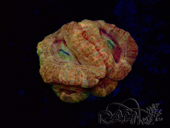 WYSIWYG Micromussa lordhowensis INDO (ex Acanthastrea) 25L1