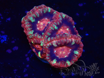 WYSIWYG Micromussa lordhowensis INDO (ex Acanthastrea) 25L2