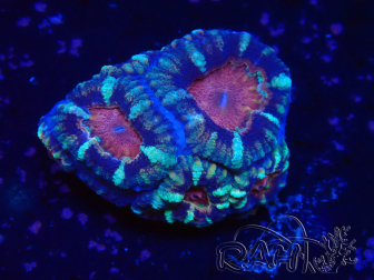 WYSIWYG Micromussa lordhowensis INDO (ex Acanthastrea) 25L3