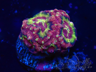 WYSIWYG Micromussa lordhowensis (formerly Acanthastrea)