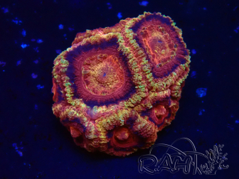 WYSIWYG Micromussa lordhowensis (formerly Acanthastrea)