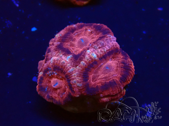 WYSIWYG Micromussa lordhowensis INDO (ex Acanthastrea) 25L6