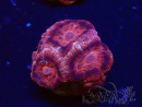 WYSIWYG Micromussa lordhowensis (formerly Acanthastrea)