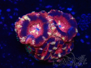 WYSIWYG Micromussa lordhowensis INDO (ex Acanthastrea) 25M2