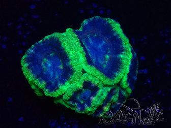WYSIWYG Micromussa lordhowensis (ex Acanthastrea)
