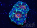 WYSIWYG Micromussa lordhowensis (ehemals Acanthastrea)