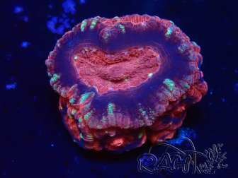 WYSIWYG Micromussa lordhowensis (ex Acanthastrea)