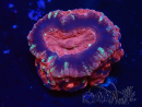 WYSIWYG Micromussa lordhowensis (ehemals Acanthastrea)