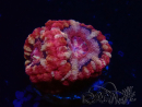 WYSIWYG Micromussa lordhowensis (antes Acanthastrea)