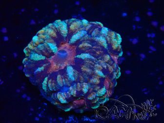 WYSIWYG Micromussa lordhowensis (ex Acanthastrea)