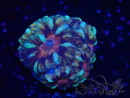 WYSIWYG Micromussa lordhowensis (ehemals Acanthastrea)
