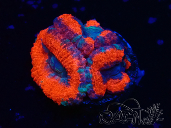 WYSIWYG Micromussa lordhowensis INDO (ex Acanthastrea) 25N2