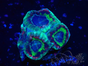 WYSIWYG Micromussa lordhowensis INDO (ex Acanthastrea) 25N3