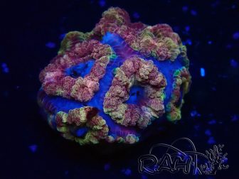 WYSIWYG Micromussa lordhowensis (ehemals Acanthastrea)
