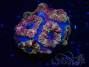 WYSIWYG Micromussa lordhowensis (ehemals Acanthastrea)