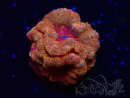 WYSIWYG Micromussa lordhowensis INDO (ex Acanthastrea) 25N5