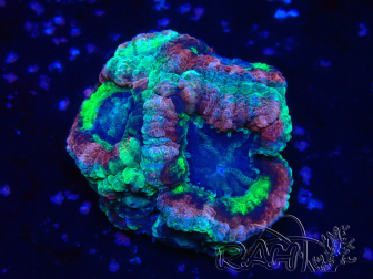 WYSIWYG Micromussa lordhowensis INDO (ex Acanthastrea) 25M1