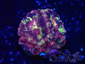 WYSIWYG Micromussa lordhowensis (ehemals Acanthastrea)