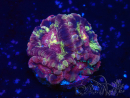 WYSIWYG Micromussa lordhowensis (formerly Acanthastrea)