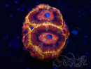 WYSIWYG Micromussa lordhowensis INDO (ex Acanthastrea) 25M3