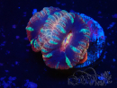 WYSIWYG Micromussa lordhowensis INDO (ex Acanthastrea) 25M4