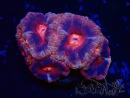 WYSIWYG Micromussa lordhowensis INDO (ex Acanthastrea) 25M5