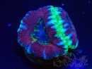 WYSIWYG Micromussa lordhowensis INDO (ex Acanthastrea) 25M6