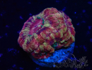 WYSIWYG Micromussa lordhowensis INDO (ex Acanthastrea) 25O1