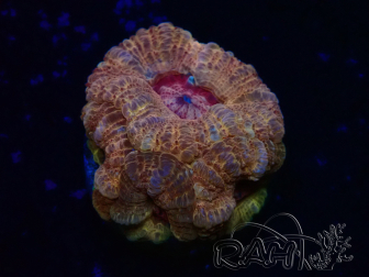 WYSIWYG Micromussa lordhowensis (ex Acanthastrea)