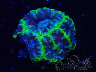WYSIWYG Micromussa lordhowensis (antes Acanthastrea)