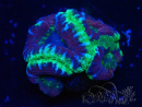 WYSIWYG Micromussa lordhowensis (ex Acanthastrea)