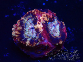 WYSIWYG Micromussa lordhowensis INDO (ex Acanthastrea) 25O5